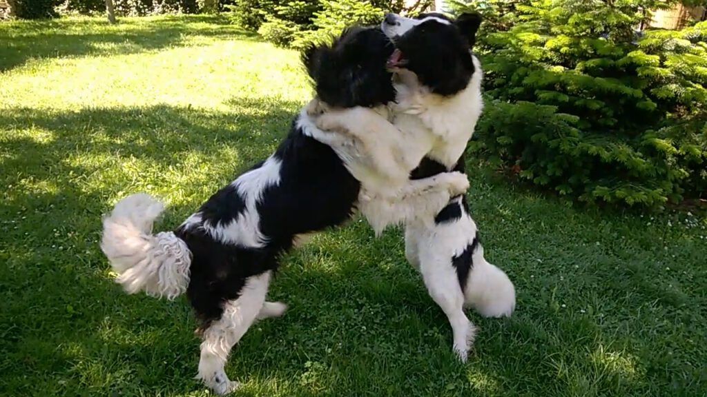 Landseer beim Tango tanzen
