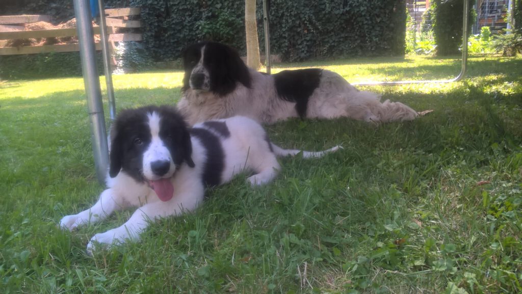 Landseer unter dem Trampolin