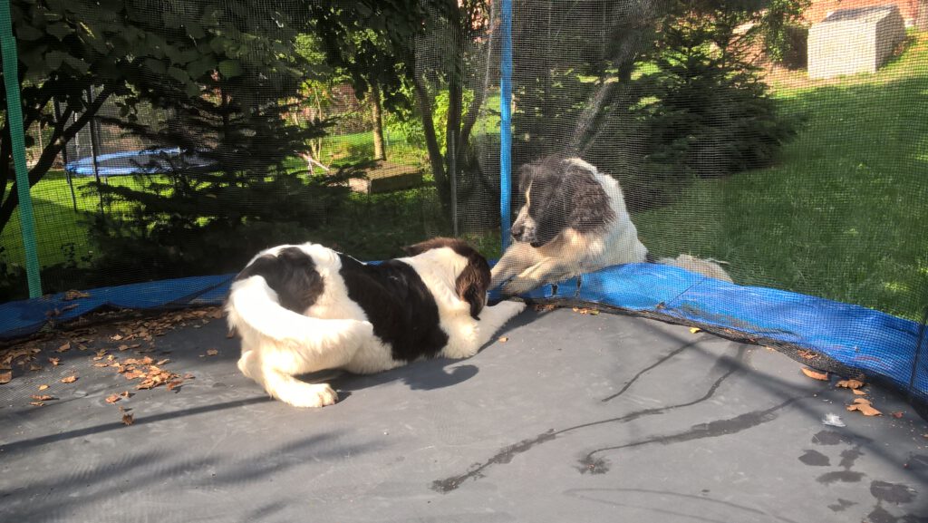 Landseer auf dem Trampolin