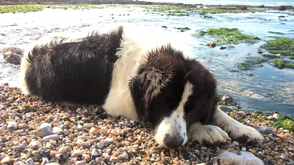 Wasserrettungshund nach erfolgreichem Einsatz im Ärmelkanal