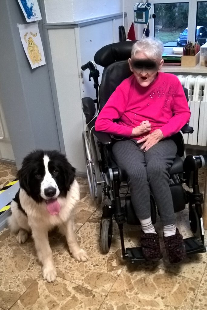 Therapiehund in Ausbildung